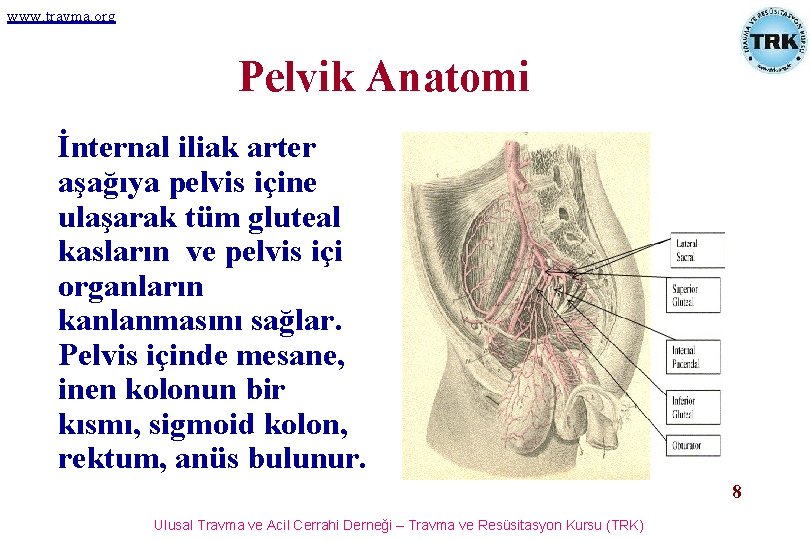 www. travma. org Pelvik Anatomi İnternal iliak arter aşağıya pelvis içine ulaşarak tüm gluteal