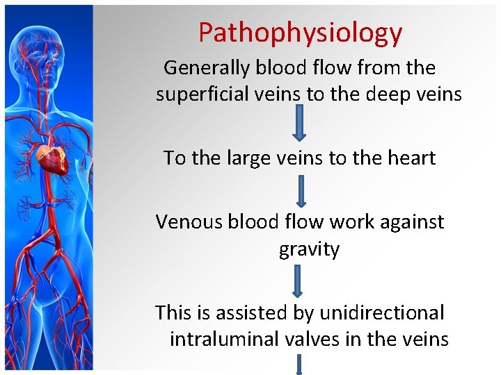 Pathophysiology Generally blood flow from the superficial veins to the deep veins To the