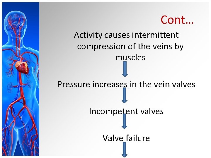 Cont… Activity causes intermittent compression of the veins by muscles Pressure increases in the