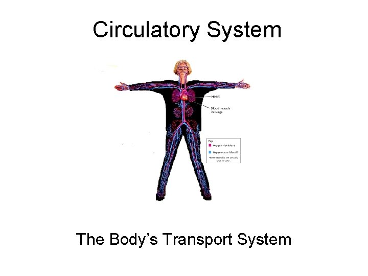 Circulatory System The Body’s Transport System 