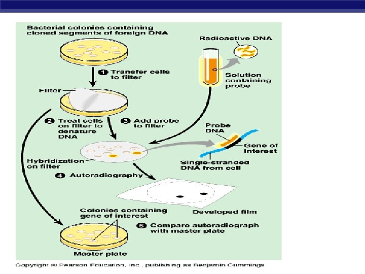 Biotechnology Genetic Engineering the manipulation of DNA AP