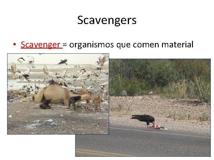 Scavengers • Scavenger = organismos que comen material muerto 
