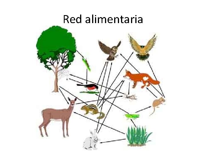 Red alimentaria 