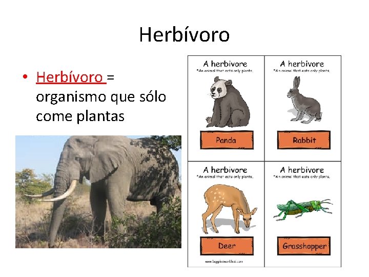 Herbívoro • Herbívoro = organismo que sólo come plantas 