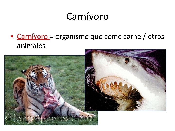 Carnívoro • Carnívoro = organismo que come carne / otros animales 