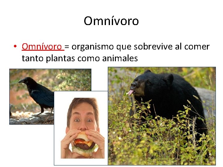 Omnívoro • Omnívoro = organismo que sobrevive al comer tanto plantas como animales 