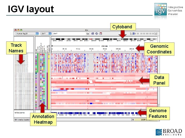 IGV layout Cytoband Track Names Genomic Coordinates Data Panel Annotation Heatmap Genome Features 