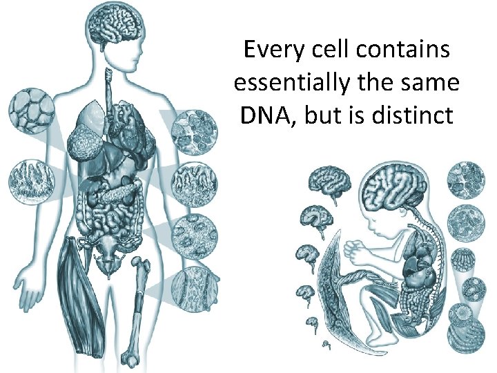 Every cell contains essentially the same DNA, but is distinct 