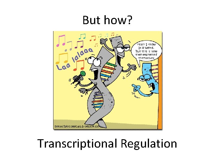 But how? Transcriptional Regulation 