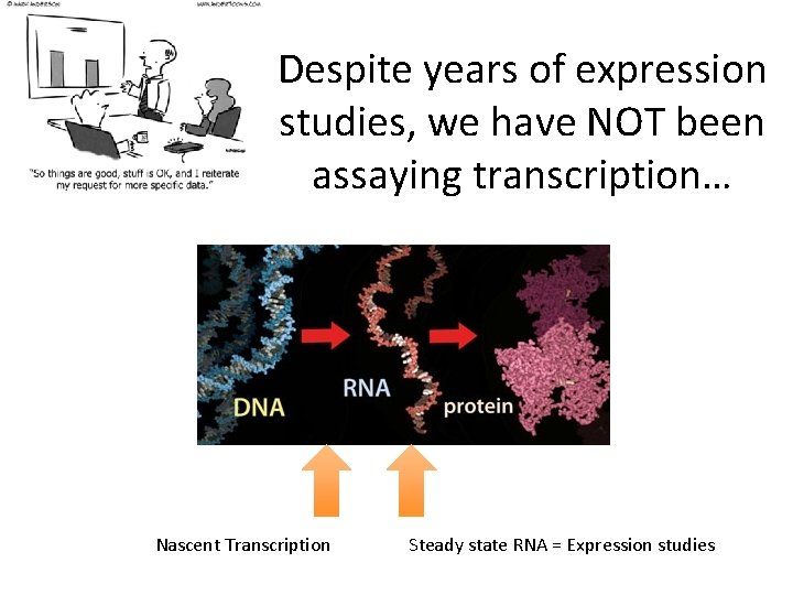 Despite years of expression studies, we have NOT been assaying transcription… Nascent Transcription Steady