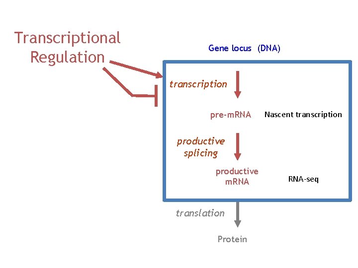Transcriptional Regulation Gene locus (DNA) transcription pre-m. RNA Nascent transcription productive splicing productive m.