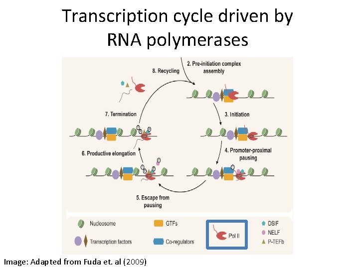 Transcription cycle driven by RNA polymerases Image: Adapted from Fuda et. al (2009) 