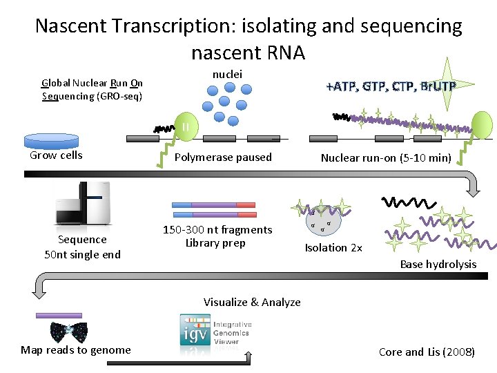 Nascent Transcription: isolating and sequencing nascent RNA nuclei Global Nuclear Run On Sequencing (GRO-seq)