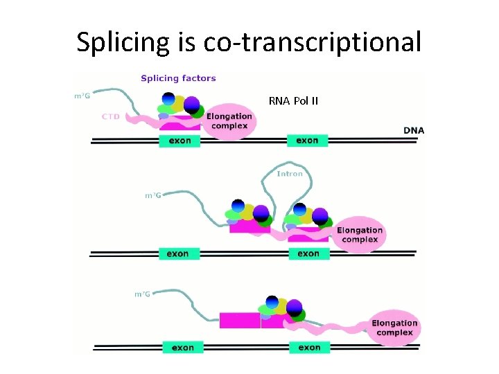 Splicing is co-transcriptional RNA Pol II 