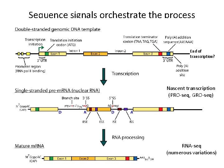 Sequence signals orchestrate the process End of transcription? Nascent transcription (PRO-seq, GRO-seq) RNA-seq (numerous