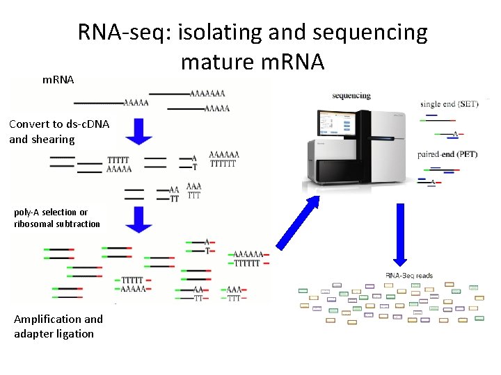 m. RNA-seq: isolating and sequencing mature m. RNA Convert to ds-c. DNA and shearing