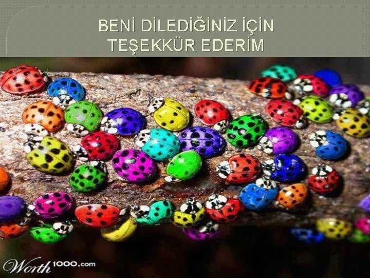 BENİ DİLEDİĞİNİZ İÇİN TEŞEKKÜR EDERİM 