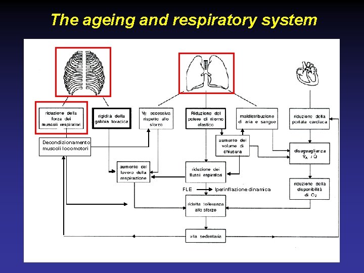 The ageing and respiratory system Decondizionamento muscoli locomotori FLE Iperinflazione dinamica 