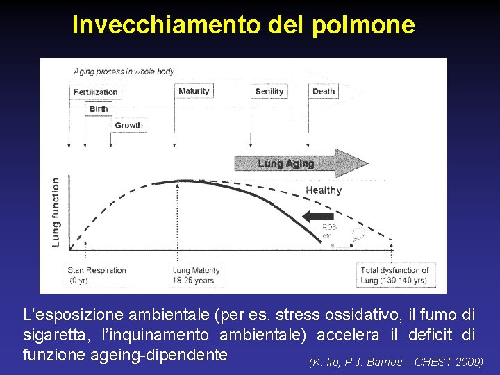 Invecchiamento del polmone L’esposizione ambientale (per es. stress ossidativo, il fumo di sigaretta, l’inquinamento