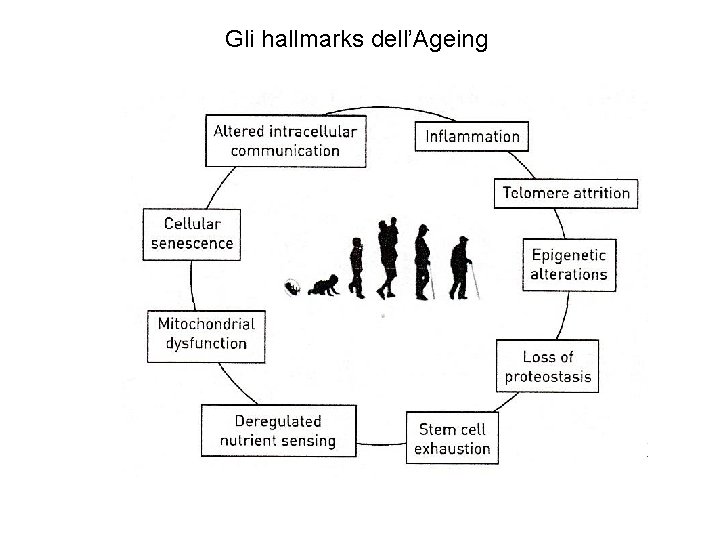 Gli hallmarks dell’Ageing 