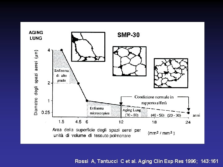 SMP-30 Rossi A, Tantucci C et al. Aging Clin Exp Res 1996; 143: 161