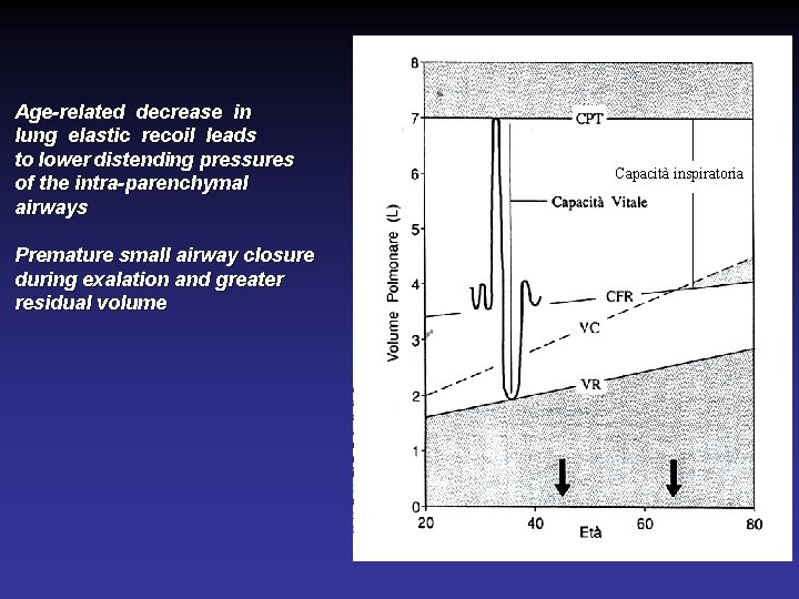 Age-related decrease in lung elastic recoil leads to lower distending pressures of the intra-parenchymal