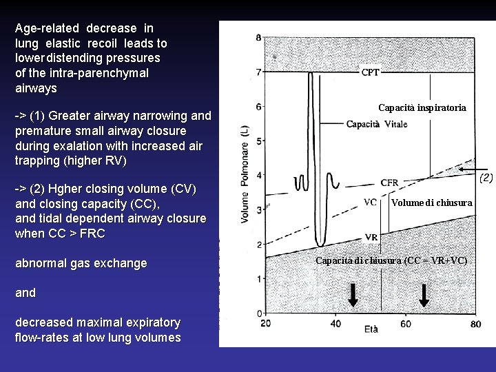 Age-related decrease in lung elastic recoil leads to lower distending pressures of the intra-parenchymal