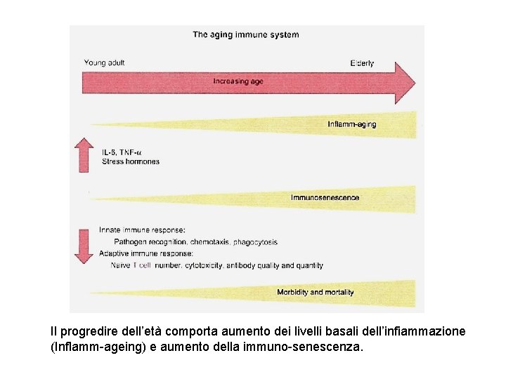 Il progredire dell’età comporta aumento dei livelli basali dell’infiammazione (Inflamm-ageing) e aumento della immuno-senescenza.