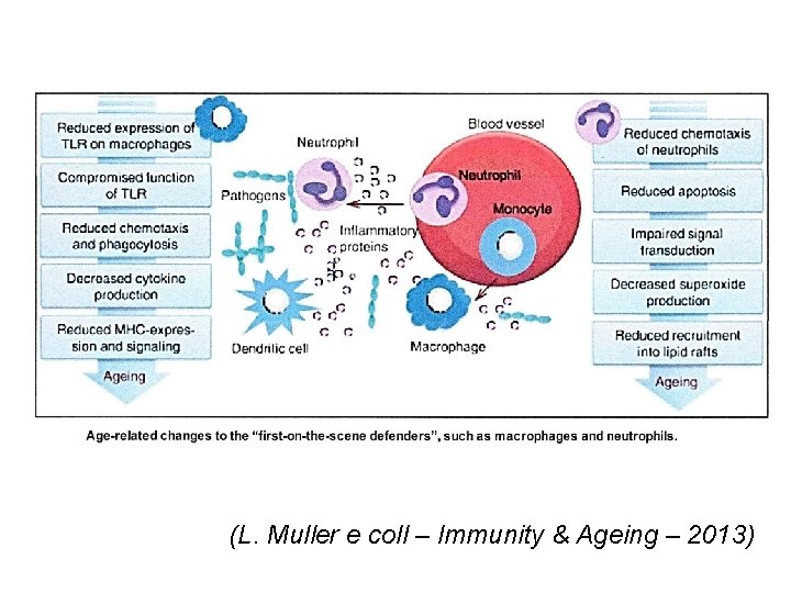 (L. Muller e coll – Immunity & Ageing – 2013) 