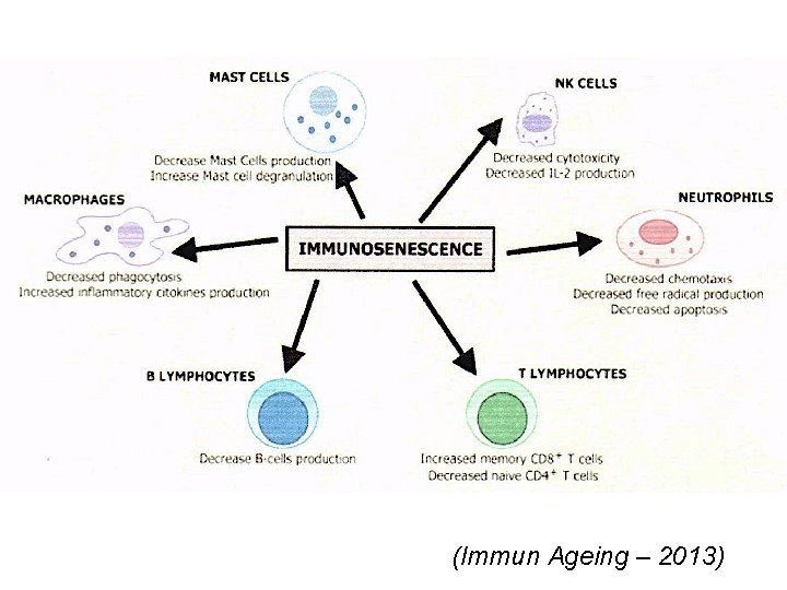 (Immun Ageing – 2013) 
