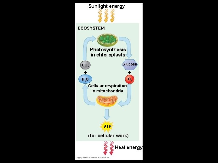 Energy Flow and Matter Cycling (Carbon) Sunlight energy ECOSYSTEM Photosynthesis in chloroplasts CO 2