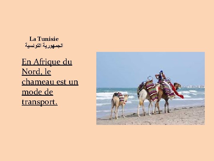 La Tunisie ﺍﻟﺠﻤﻬﻮﺭﻳﺔ ﺍﻟﺘﻮﻧﺴﻴﺔ En Afrique du Nord, le chameau est un mode de