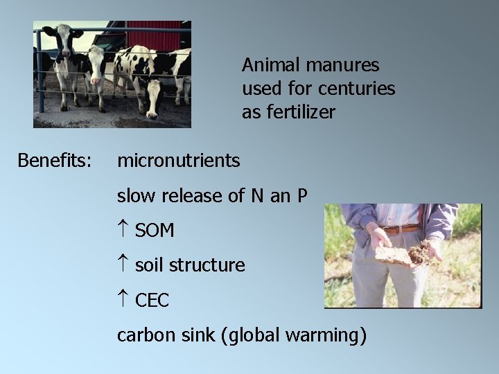 Animal manures used for centuries as fertilizer Benefits: micronutrients slow release of N an