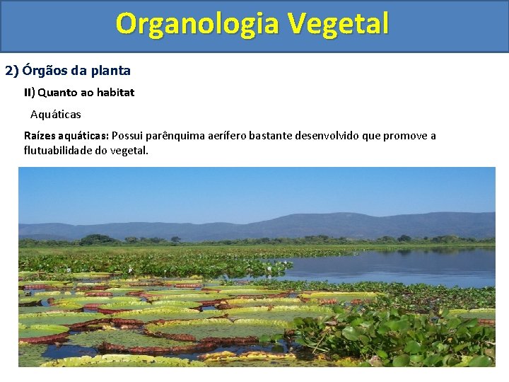 Organologia Vegetal 2) Órgãos da planta II) Quanto ao habitat Aquáticas Raízes aquáticas: Possui