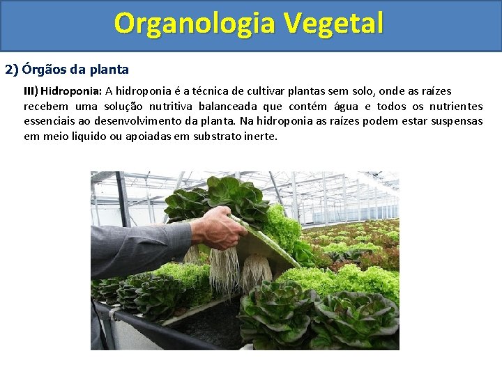 Organologia Vegetal 2) Órgãos da planta III) Hidroponia: A hidroponia é a técnica de