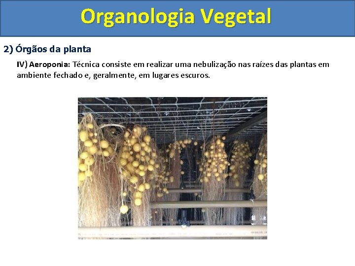 Organologia Vegetal 2) Órgãos da planta IV) Aeroponia: Técnica consiste em realizar uma nebulização