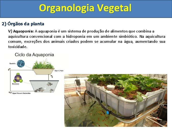 Organologia Vegetal 2) Órgãos da planta V) Aquoponia: A aquaponia é um sistema de