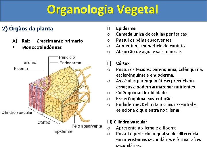 Organologia Vegetal 2) Órgãos da planta A) Raiz - Crescimento primário § Monocotiledôneas I)