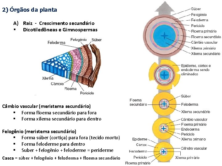 2) Órgãos da planta A) Raiz - Crescimento secundário § Dicotiledôneas e Gimnospermas Câmbio