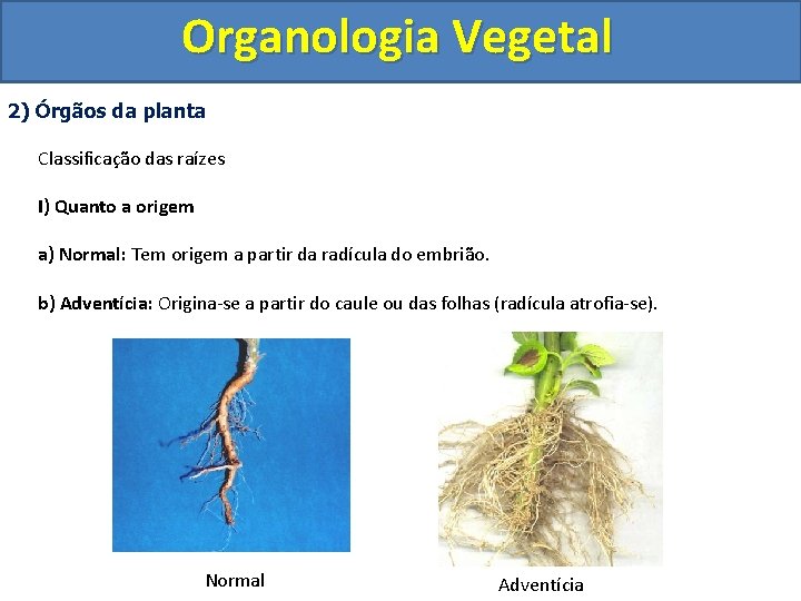 Organologia Vegetal 2) Órgãos da planta Classificação das raízes I) Quanto a origem a)