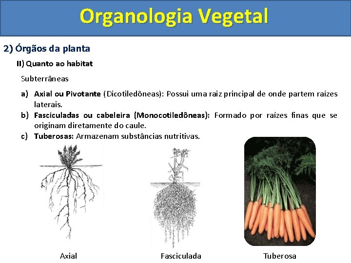 Organologia Vegetal 2) Órgãos da planta II) Quanto ao habitat Subterrâneas a) Axial ou