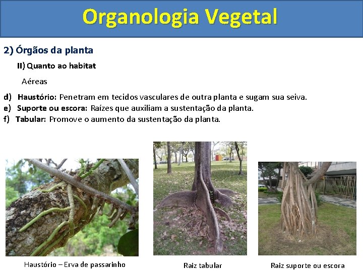 Organologia Vegetal 2) Órgãos da planta II) Quanto ao habitat Aéreas d) Haustório: Penetram