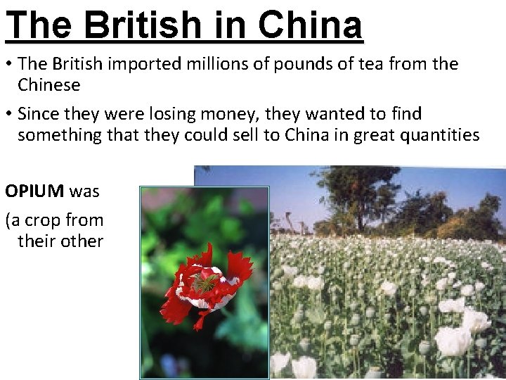 The British in China • The British imported millions of pounds of tea from