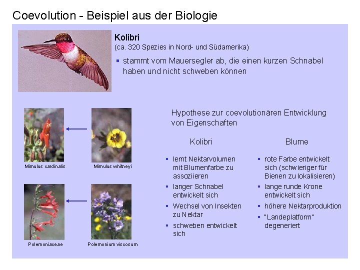 Coevolution - Beispiel aus der Biologie Kolibri (ca. 320 Spezies in Nord- und Südamerika)