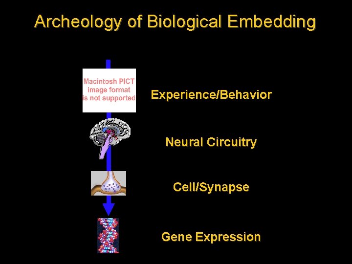 Archeology of Biological Embedding Experience/Behavior Neural Circuitry Cell/Synapse Gene Expression 