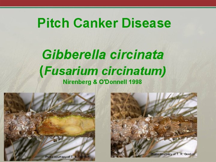 Pitch Canker Disease Gibberella circinata (Fusarium circinatum) Nirenberg & O'Donnell 1998 Photo courtesy of