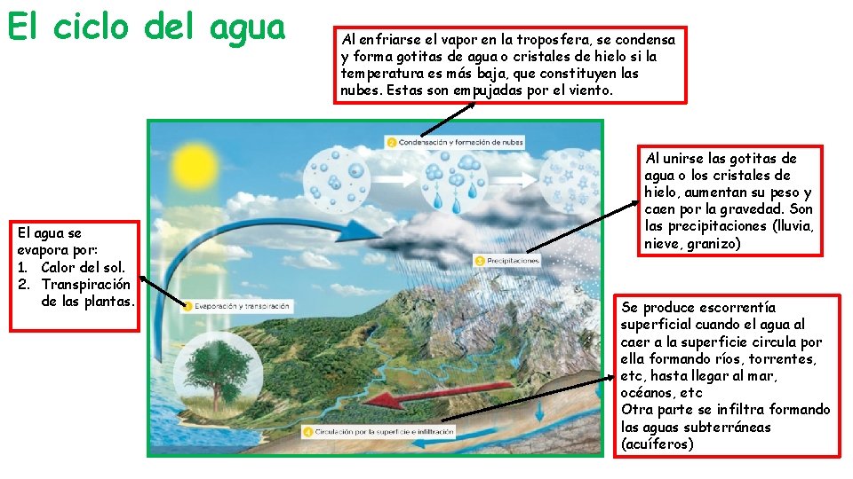 El ciclo del agua El agua se evapora por: 1. Calor del sol. 2.