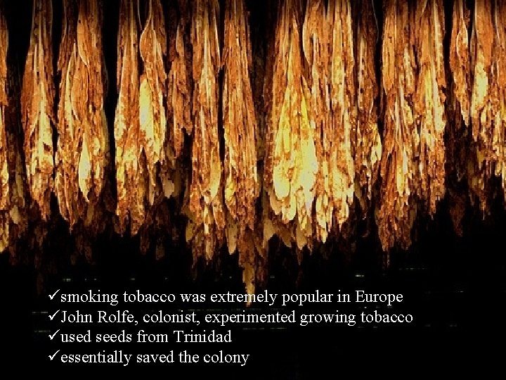 üsmoking tobacco was extremely popular in Europe üJohn Rolfe, colonist, experimented growing tobacco üused