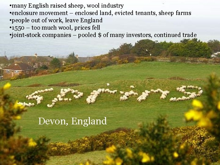  • many English raised sheep, wool industry • enclosure movement – enclosed land,