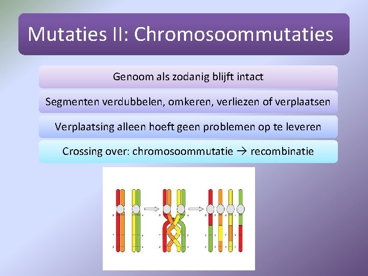 Mutaties II: Chromosoommutaties Genoom als zodanig blijft intact Segmenten verdubbelen, omkeren, verliezen of verplaatsen